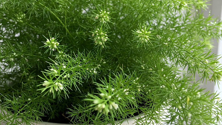 как растет шатавари фото