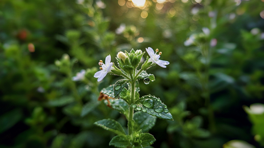 Брахми фото