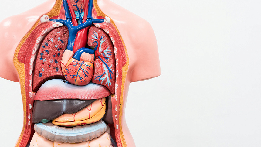 органы человека фото