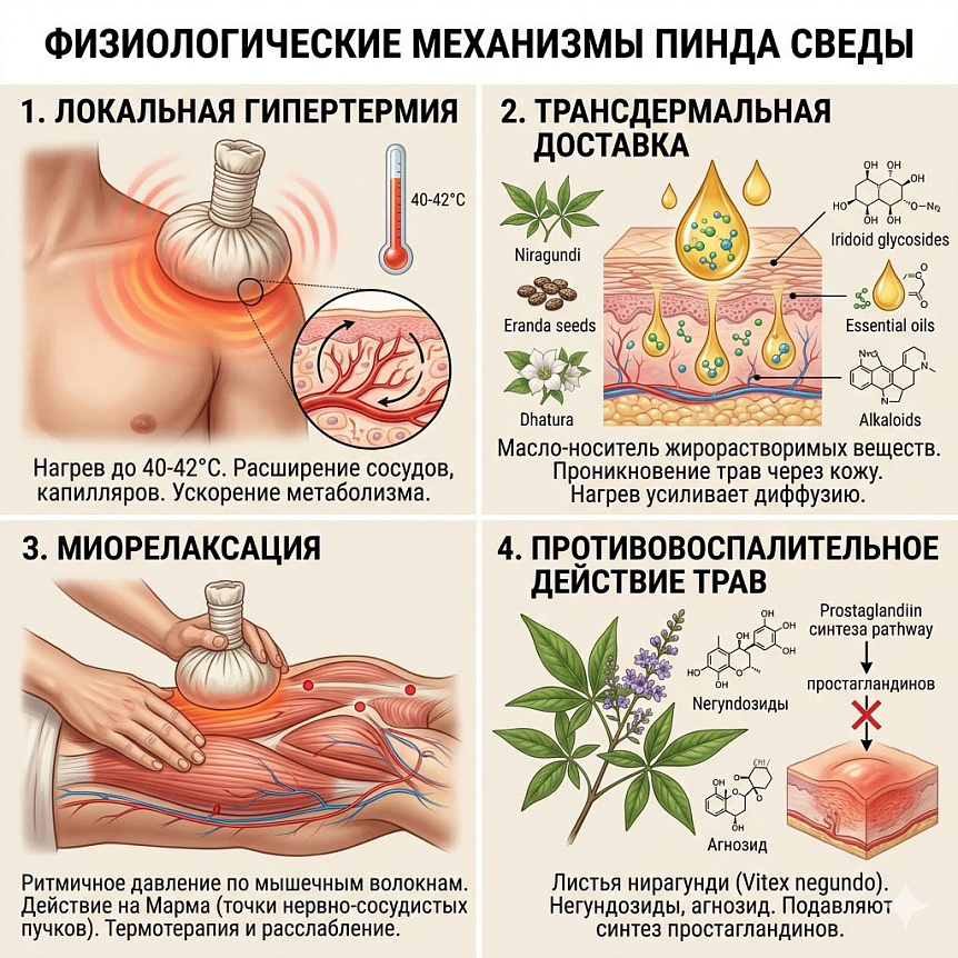 Схема: четыре квадранта, визуализирующие физиологические механизмы действия аюрведической процедуры Пинде Сведа